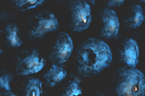 Quels sont les bienfaits de la consommation régulière de myrtilles pour la santé cognitive et comment les intégrer facilement dans les repas ?